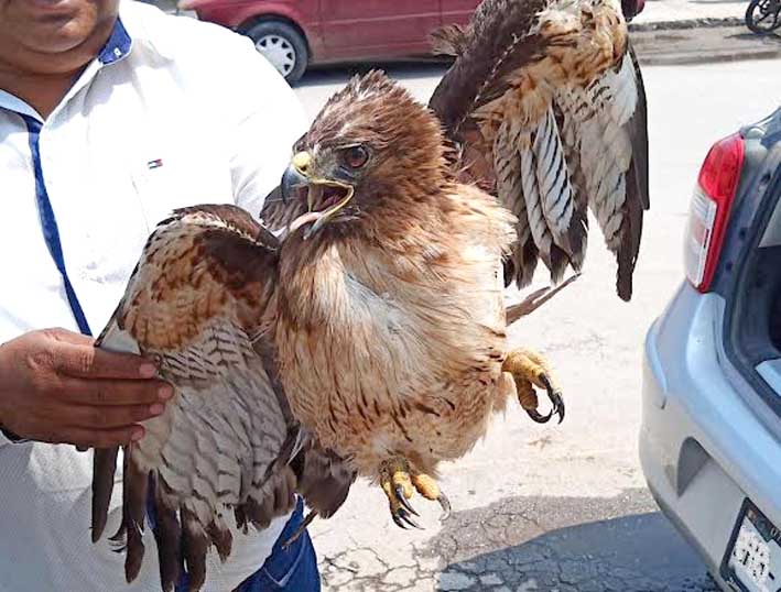 Rescatan ejemplar de aguililla Cola Roja - Diario Vía Libre