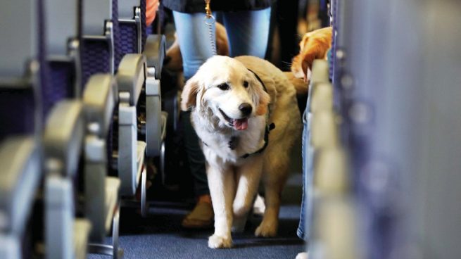 Animales de asistencia pueden viajar sin transportador: AIFA