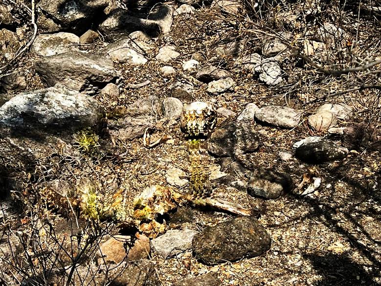 Encuentran osamenta en ejido de Huichapan