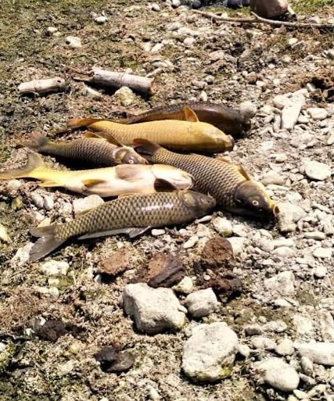 Sequía mata peces en San Felipe Orizatlán