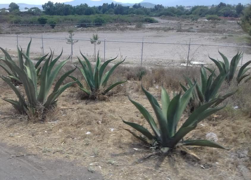 Proyectan vivero de maguey en El Tephé