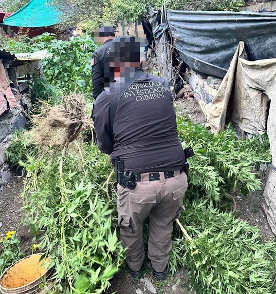 Un detenido y 7 plantas de marihuana aseguradas