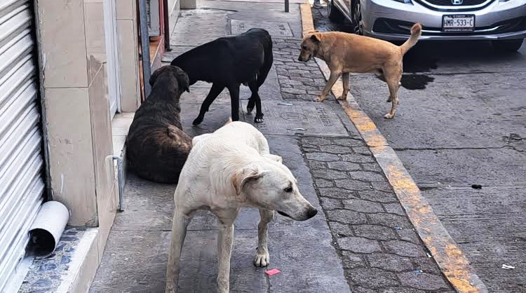 En Tlahuelilpan sufren sobrepoblación canina