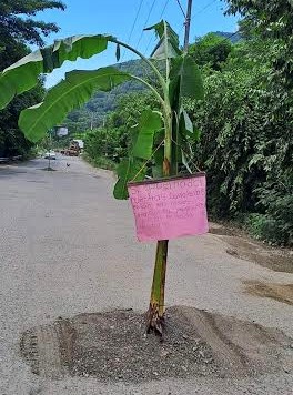 En baches siembran matas de plátano