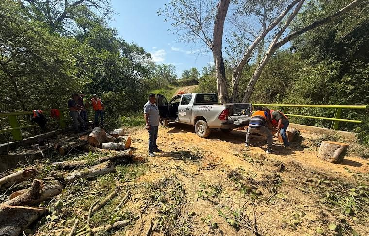 Vientos derribaron árboles en Huejutla