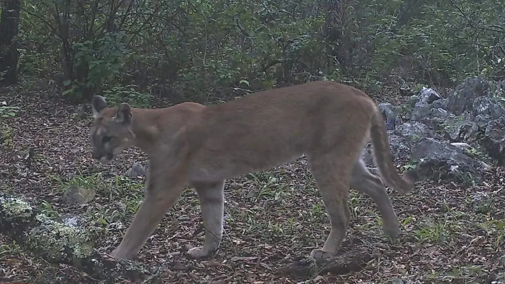 Presencia de 9 mamíferos silvestres en Huazalingo