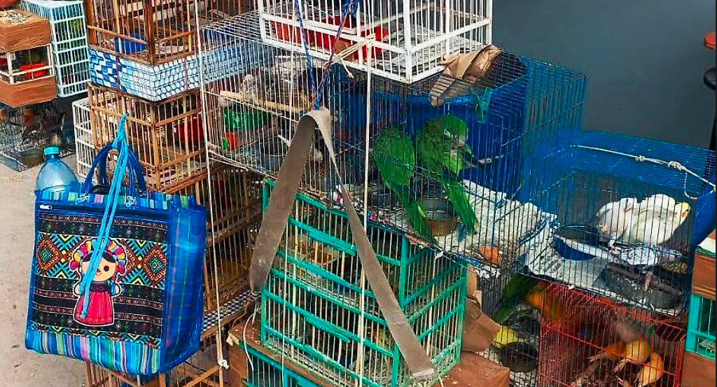 Venta de aves exóticas en Tlahuelilpan es de externos