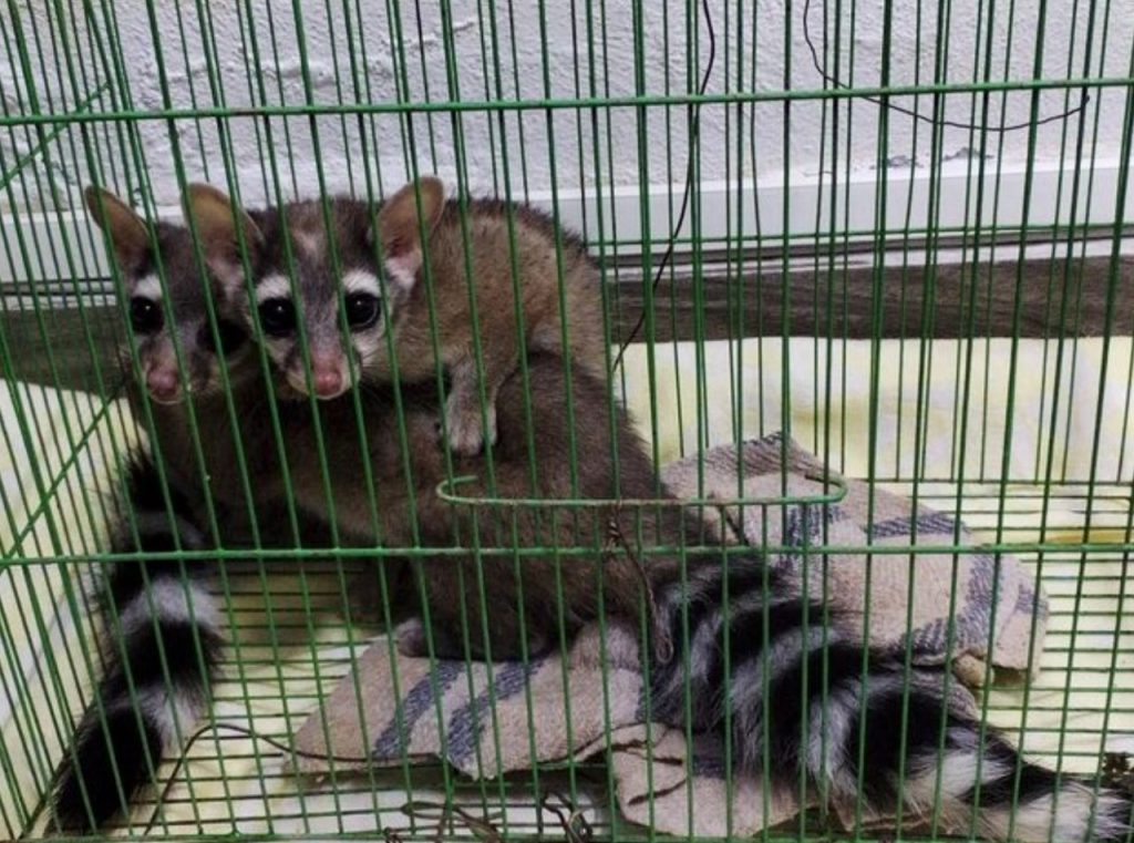 Rescatan a cacomixtles en Ixmiquilpan van al PEC