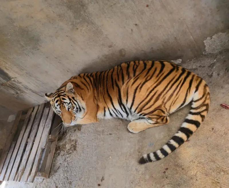Resguardan a felinos en zoológico; dueña reclama