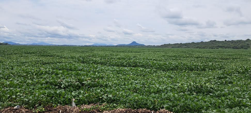 Vacilada “avances” en la presa Endhó