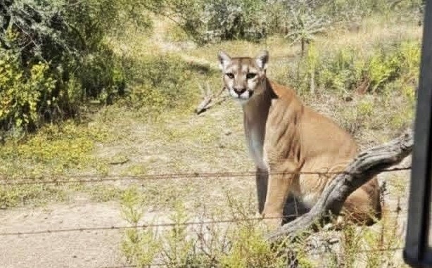 Aparece un puma en San Agustín Tlaxiaca