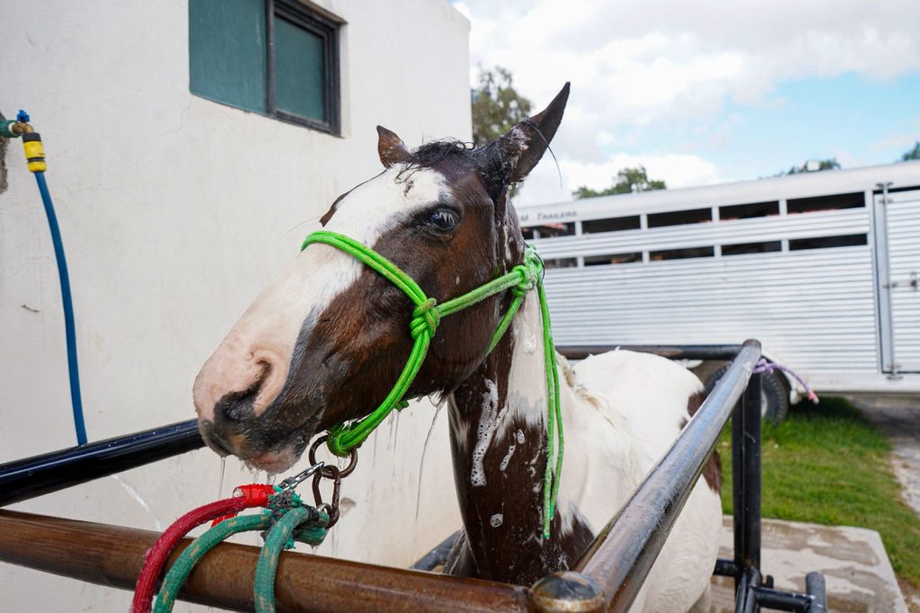 Se recupera caballo maltratado en MR