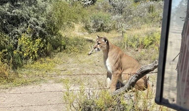 Semarnath refuerza monitoreo de puma