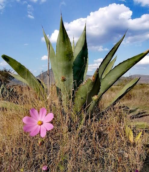 Festival del Pulque 2025 prevé 30 mil visitantes