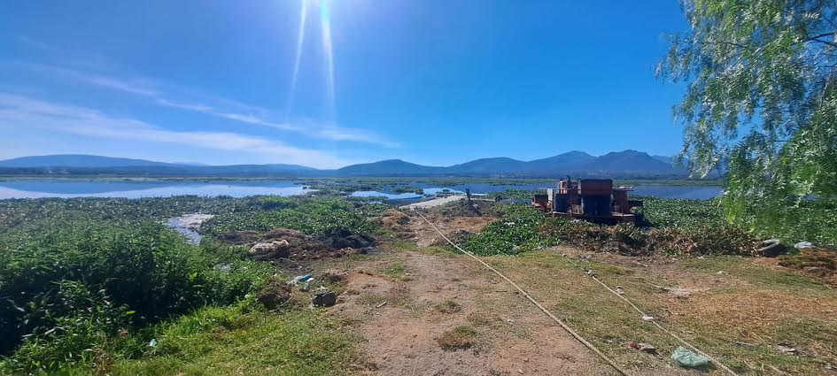 Ligero progreso en retiro de lirio tras dos semanas