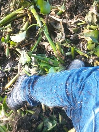 Pueblos de la Endhó siguen infestados de Cúlex