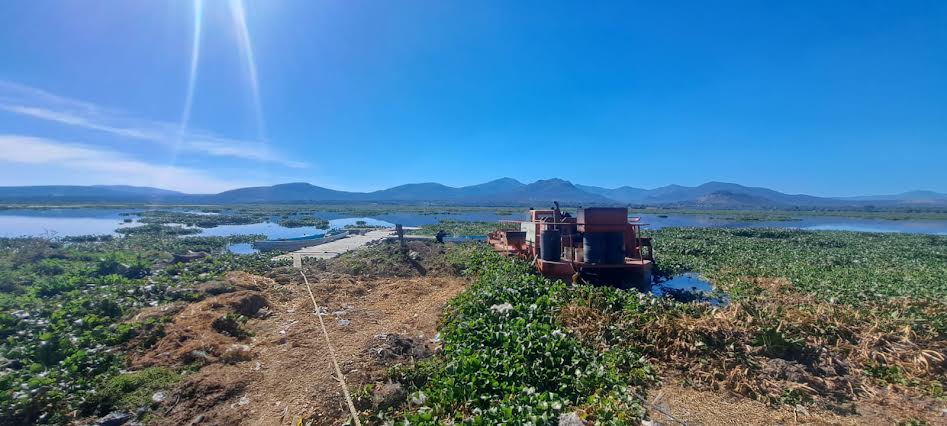 Reconoce alcaldesa fracaso en control del lirio y mosco