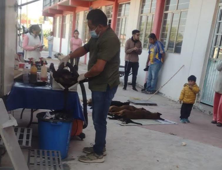 Controlarán canes y felinos en Chilcuautla