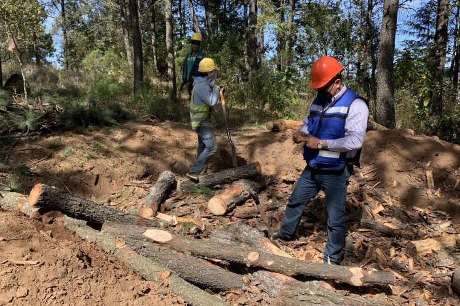 Más de 3 mil 400 hectáreas afectadas por plagas