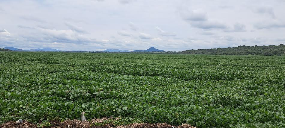 Persiste plagas en la Endhó, pese a millonaria inversión