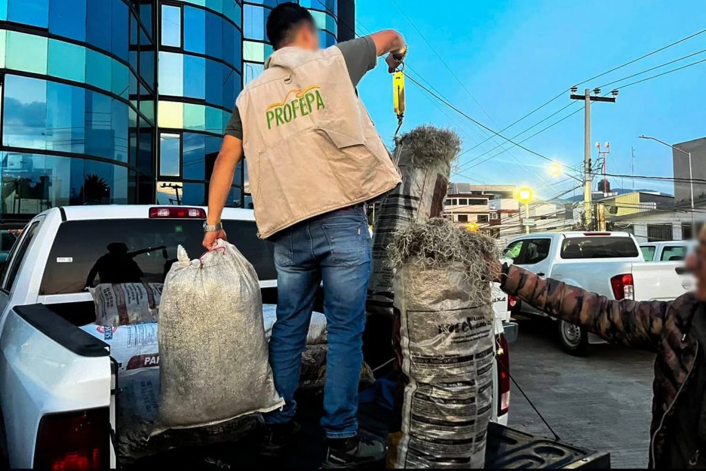 Profepa asegura heno y musgo en Almoloya