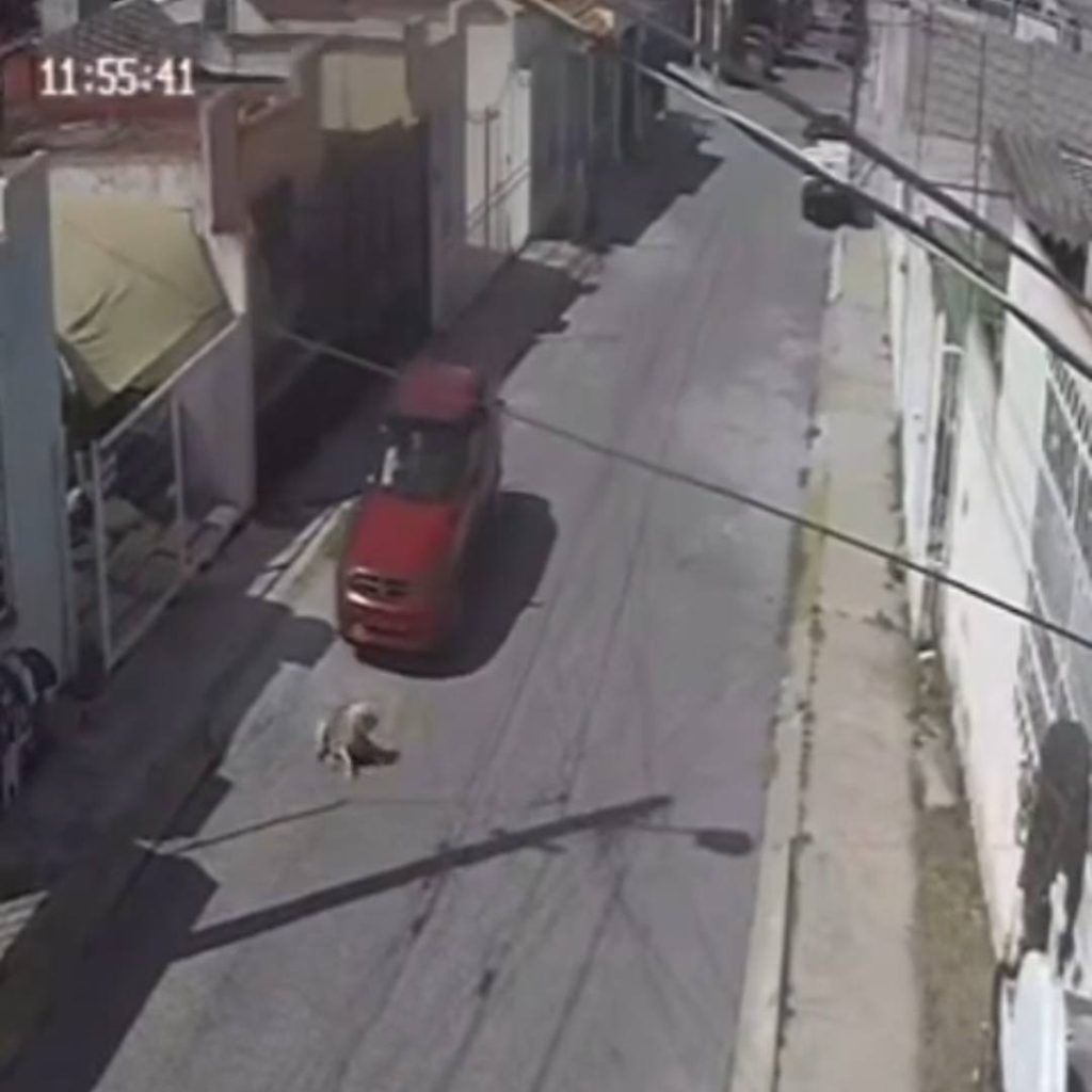 Identifican a responsable de atropellamiento en MR