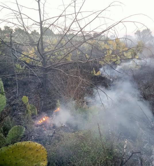 Afecta incendio forestal 10 hectáreas en Cardonal