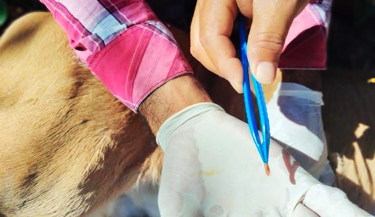 Monitorean ganado ante el riesgo de gusano barrenador