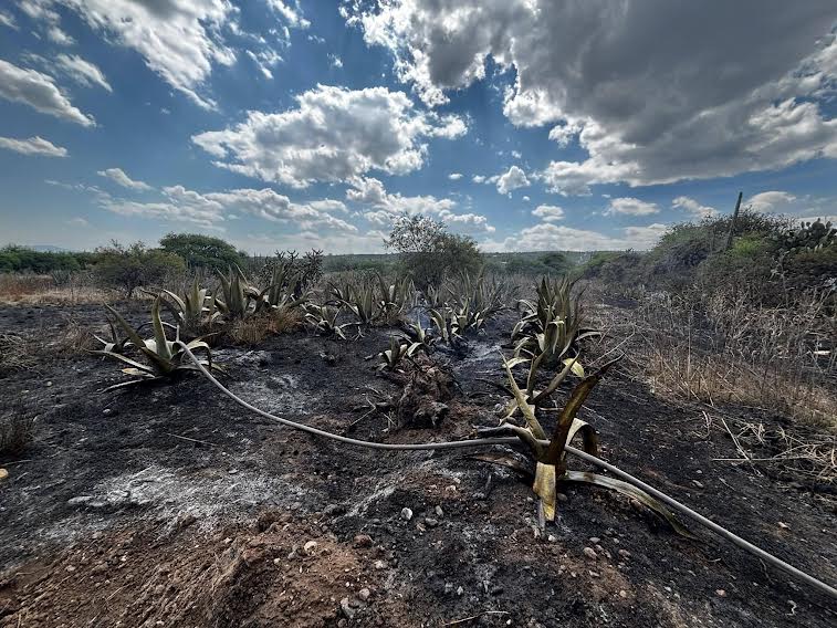 Incendio arrasa 3 hectáreas en Cardonal