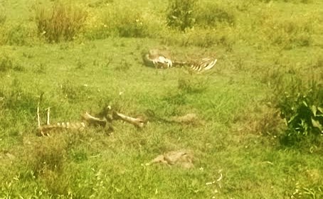 Puma extiende su territorio de Tepetitlán a Tezontepec