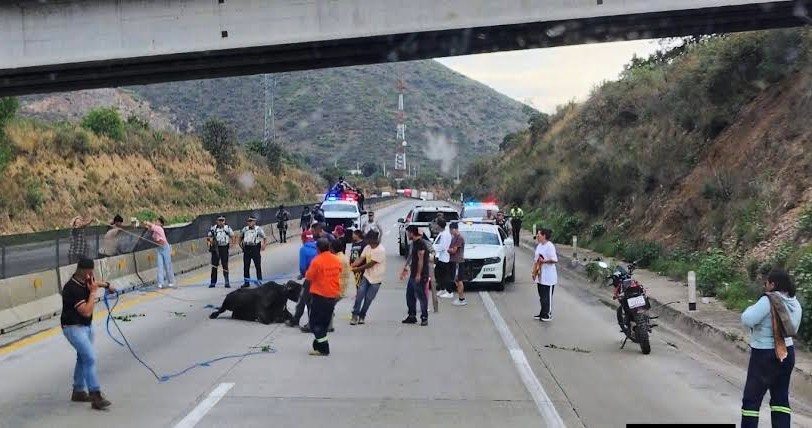 Tráiler con ganado se incendió en Arco Norte