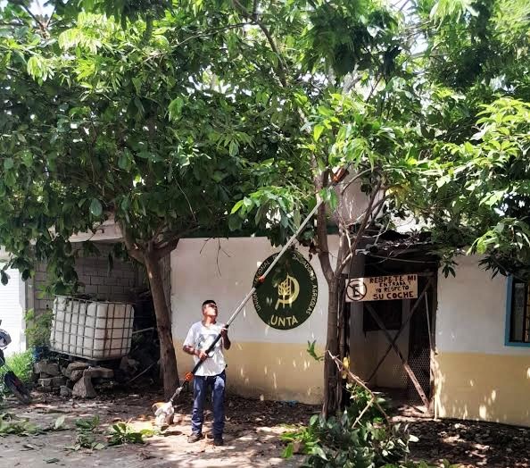 Realizan poda preventiva de árboles en colonia UNTA