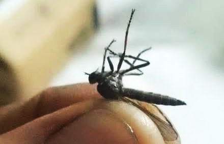 Aparece en la presa Endhó insecto similar a la libélula