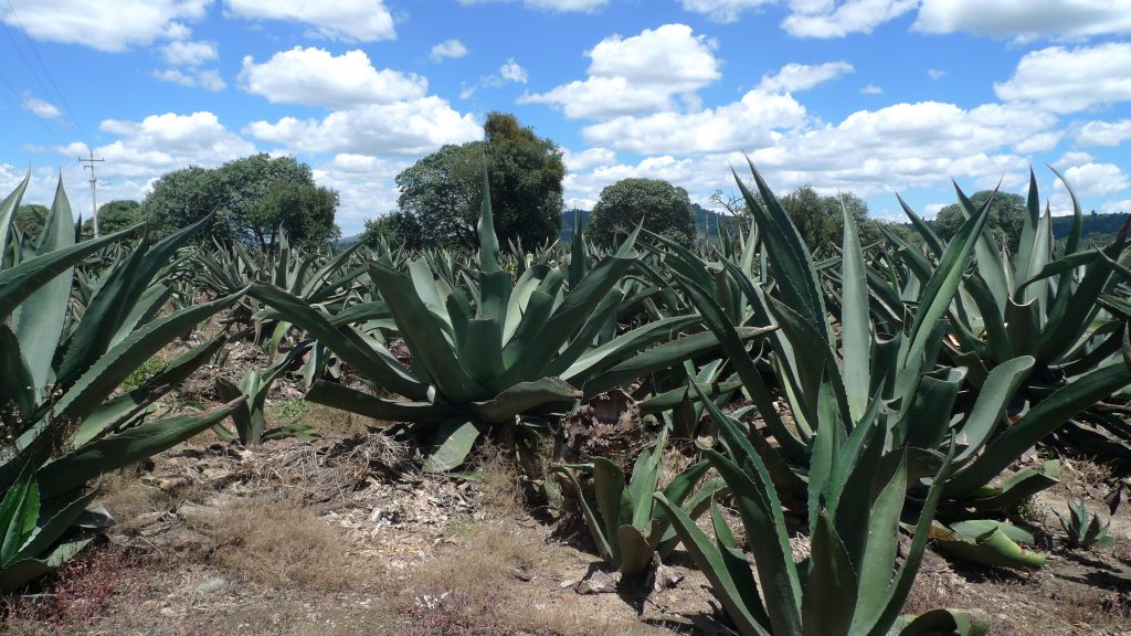 Aplican 74 millones al maguey; dan apoyos a café y ganadería
