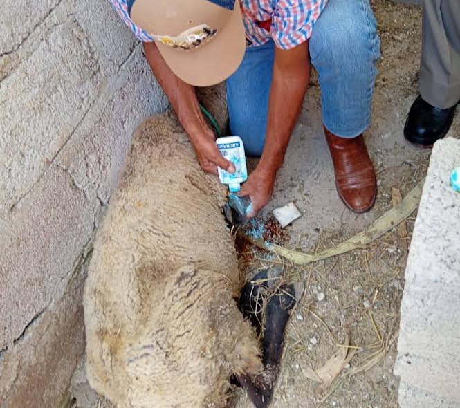 Más casos de gusano barrenador en Santiago