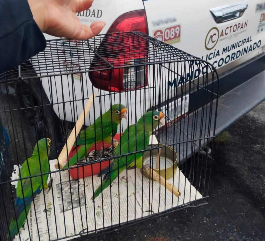 Aseguran fauna silvestre en el Tianguis de Actopan