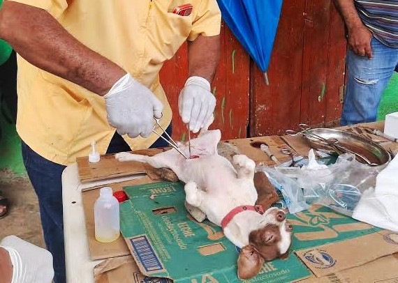 Cuestionan esterilización de mascotas en Huautla