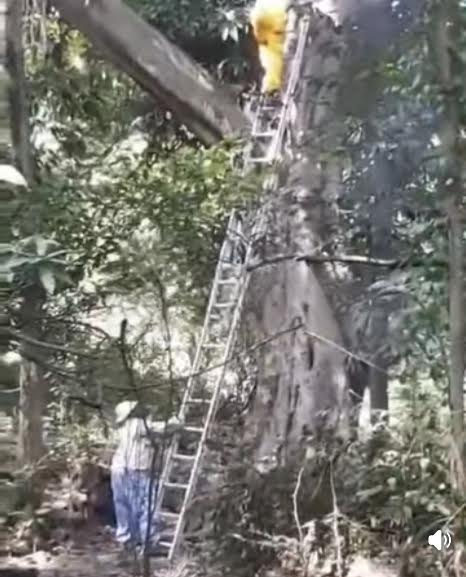 Evitar acercamiento a abejas en Huejutla