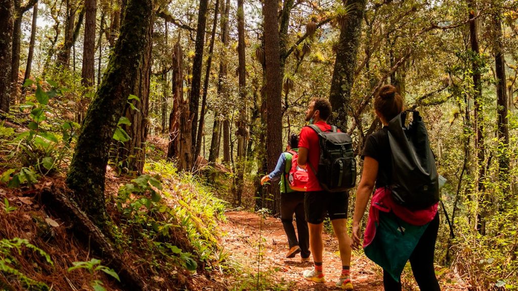 No recorrer bosques sin guía pide Turismo