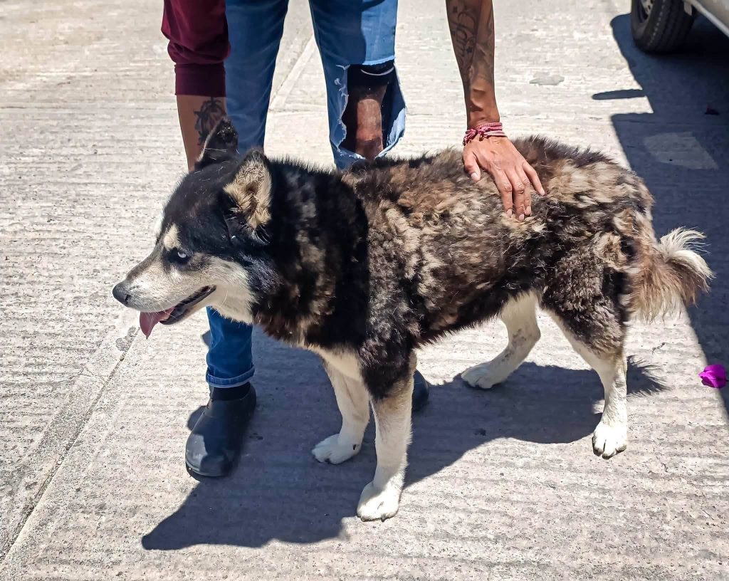 Rescatan a 4 caninos de maltrato animal