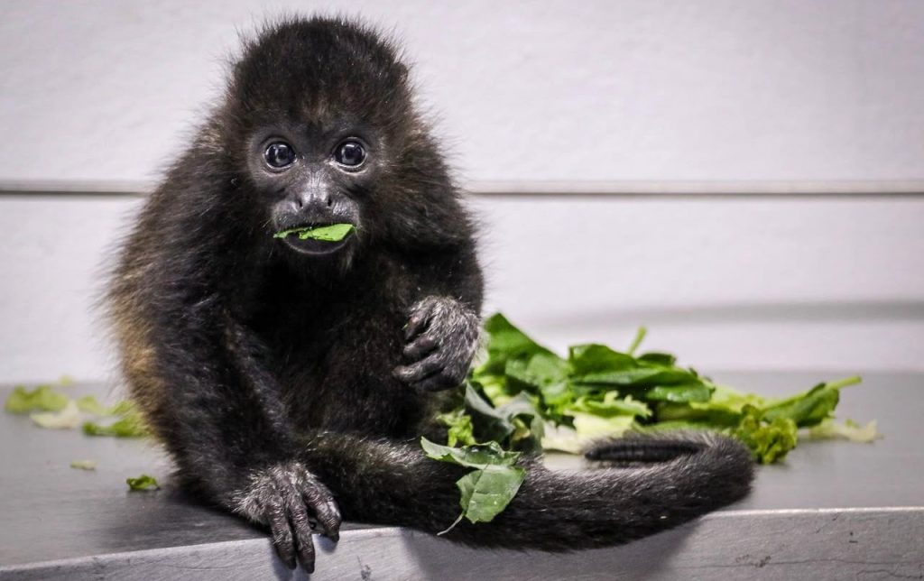 Trasladan a especie en peligro de extensión