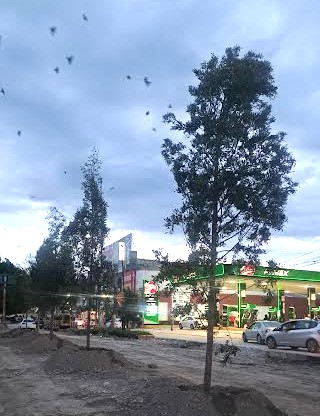 Promesa de 120 árboles, caben en calzada de Tula