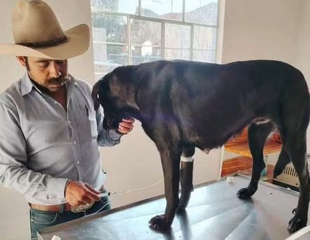 Localizan y rescatan a perrita arrastrada