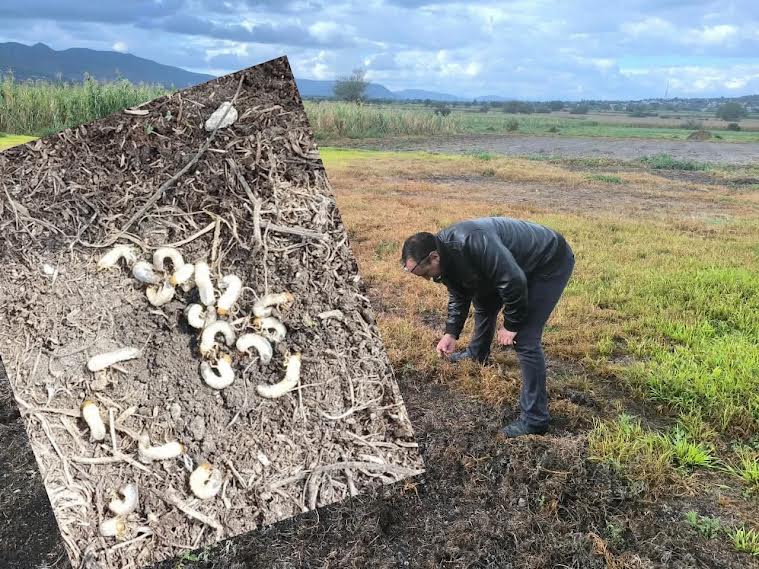 Plaga “Gallina Ciega” amenaza cultivos en el Valle del Mezquital