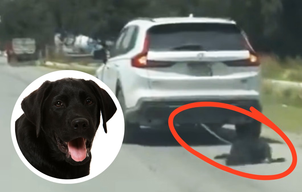 Rechaza Zempoala el maltrato animal