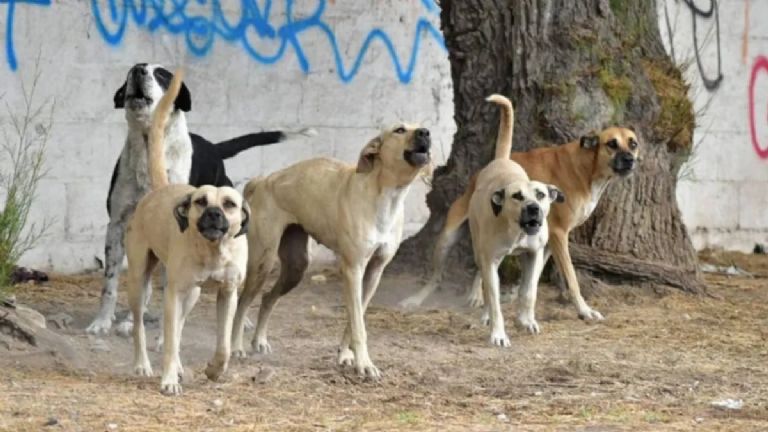 Suman 2 mil 965 ataques de perros